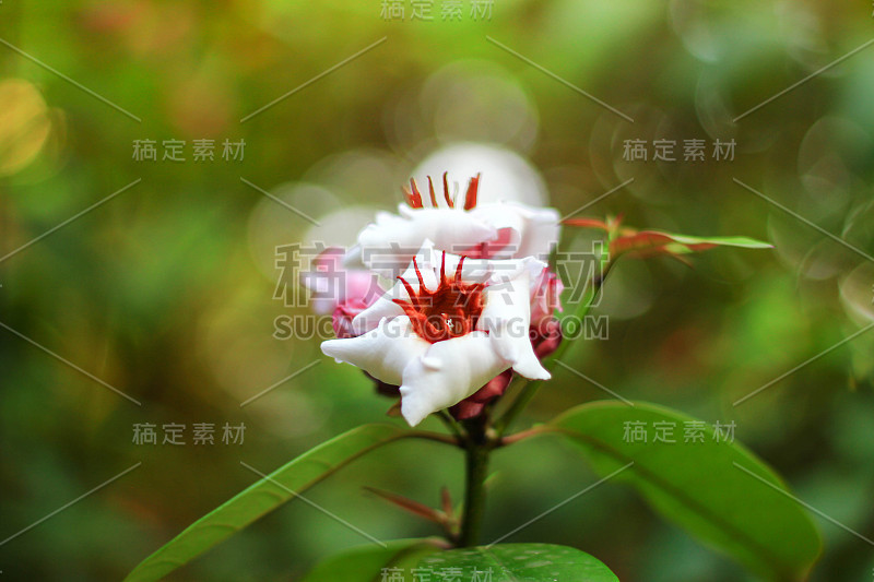 湄南河医院花园的白花。