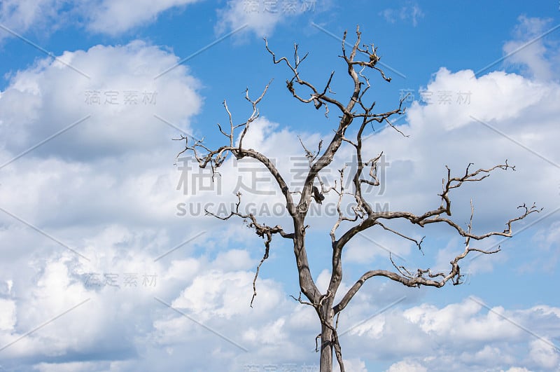 枯树无叶天空和云彩的背景