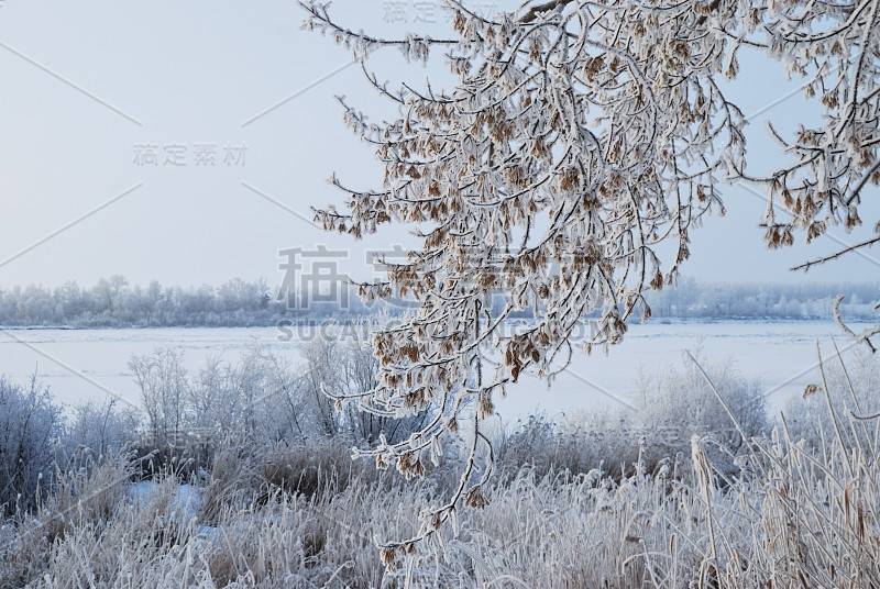 俄罗斯鄂木斯克地区，植物被雪覆盖