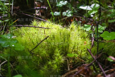 潮湿森林中的绿色苔藓