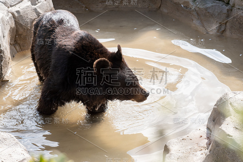 西藏黑熊在洗澡