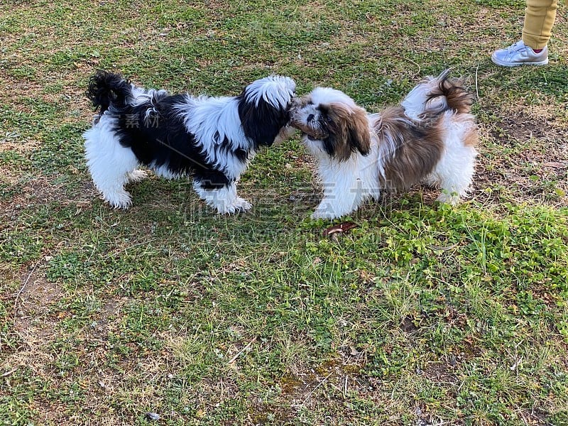 西施犬小狗