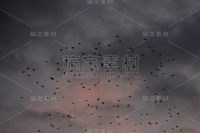 云天鸟