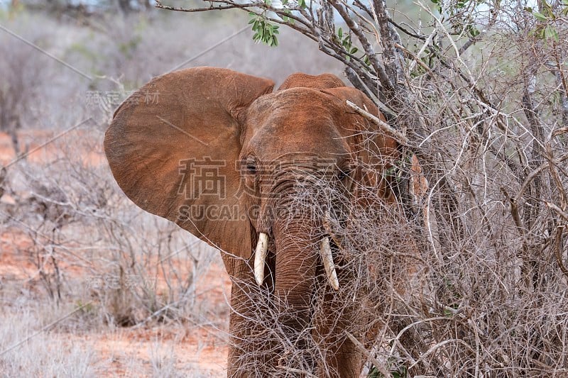 非洲大象- Tsavo East，肯尼亚