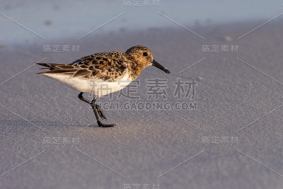 海湾岛国家海滨鹬
