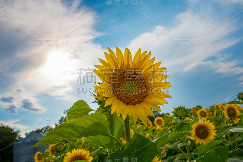 向日葵和蓝天