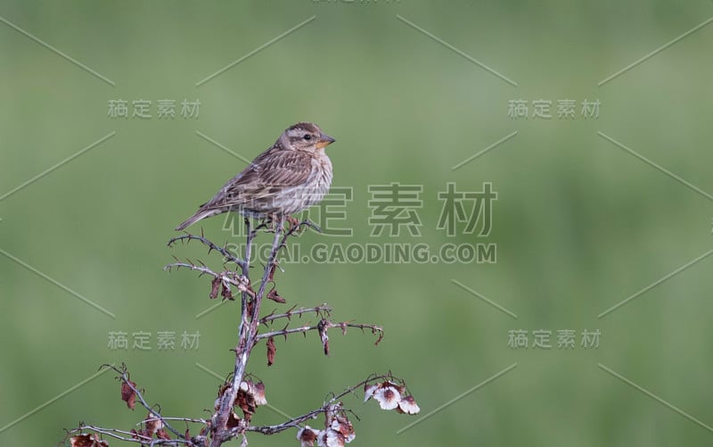 岩石麻雀