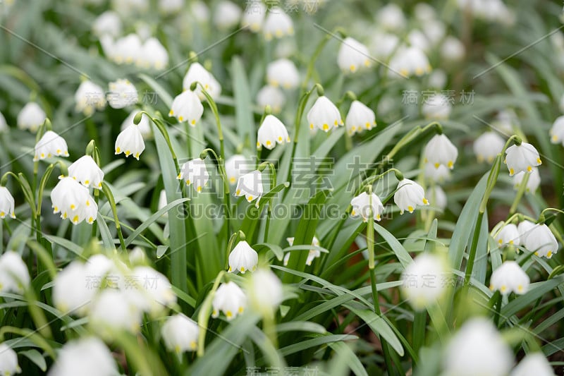 春雪花(Leucojum vernum)是石蒜科多年生球茎开花植物。春雪如地毯般盛开在河漫滩的森林里