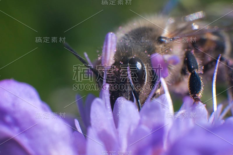 蜜蜂采集花粉