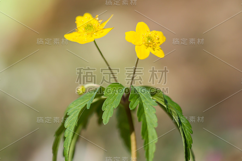 黄色的银莲花(银莲花)或黄色的木本银莲花或毛茛银莲花，是一种林地和森林植物，有根状的根茎和花瓣状的花