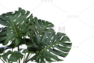 绿色植物的叶子纹理自然，绿色的背景