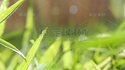 四季-夏季草