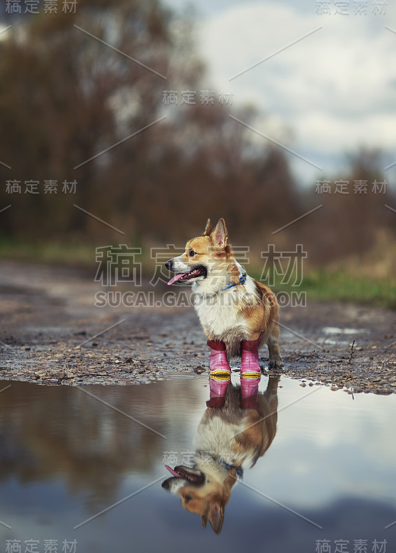 一个可爱的红色柯基小狗的肖像站在花园的水坑里，穿着粉红色的胶靴在一个春天的公园