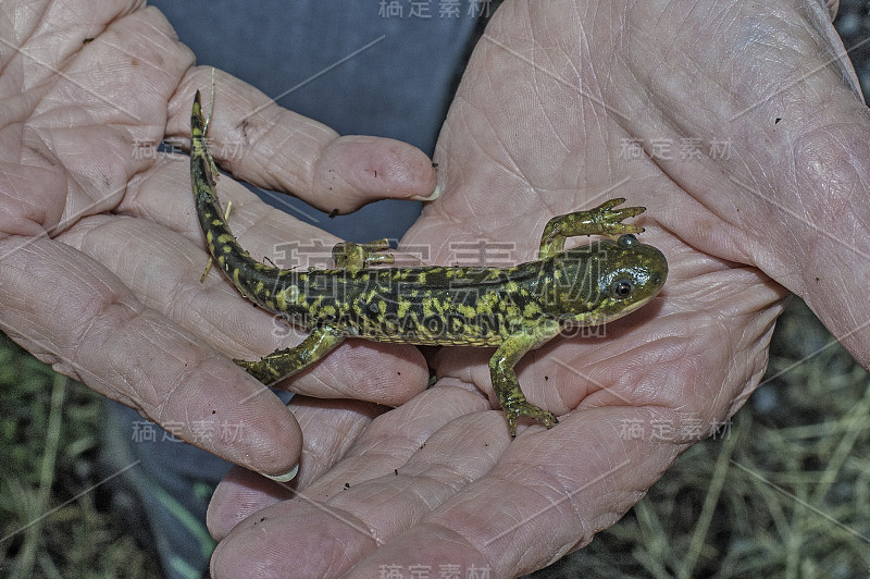 斑虎蝾螈或西虎蝾螈(Ambystoma mavortium)是一种鼹鼠蝾螈，发现于怀俄明州黄石国家公