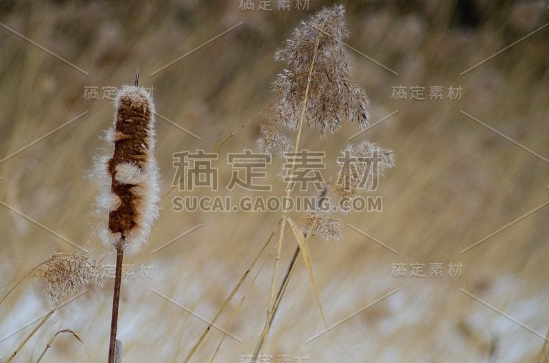 冬天沼泽中的一种带有芦苇的香蒲植物