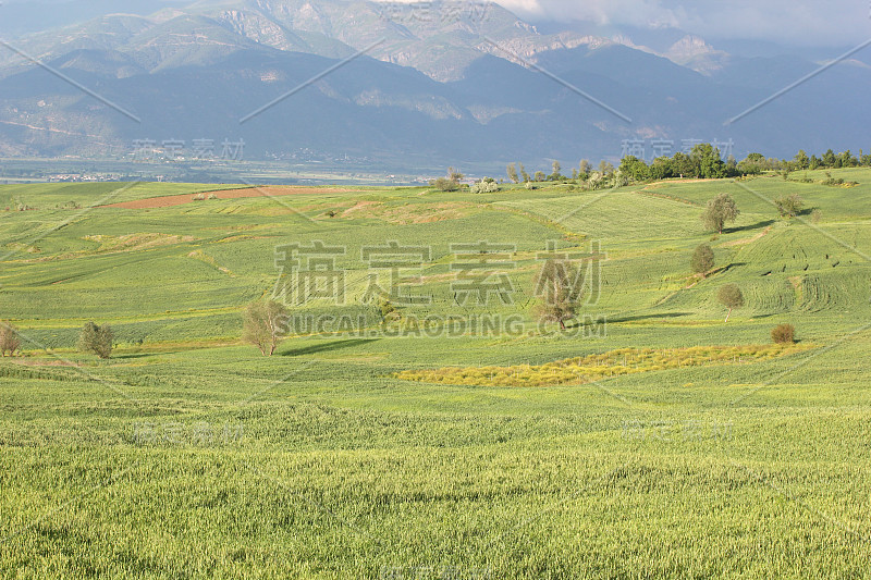 田园景观绿油油的耕地