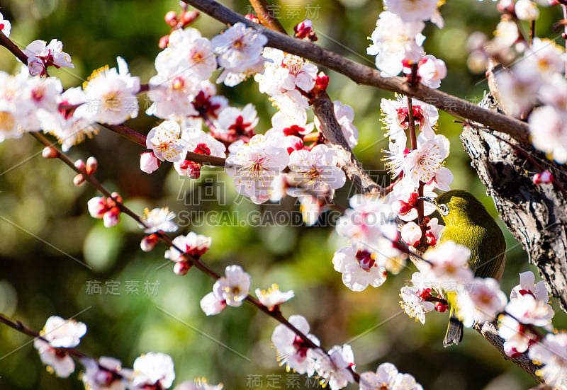 梅花花鸟。日本春色