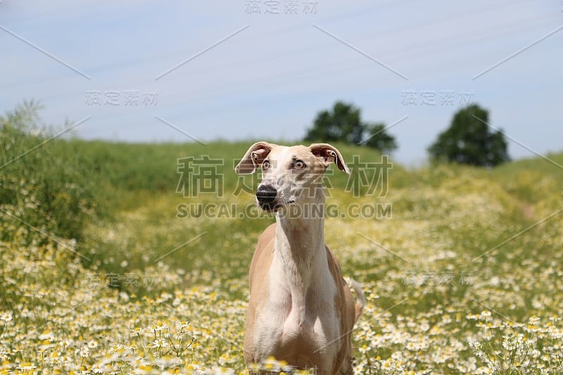 卡米尔菲尔德的风犬