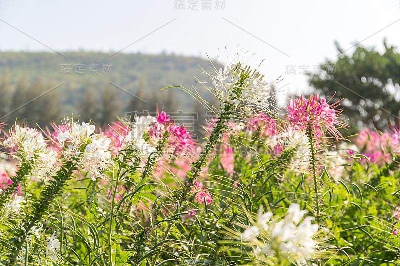 花园里有粉红色和白色的蜘蛛花