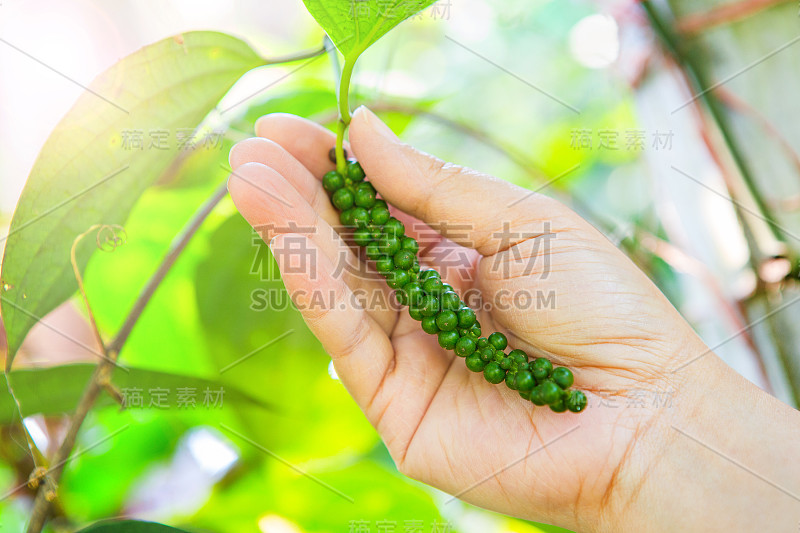 新鲜的胡椒，新鲜的在花园里的树上，在手上