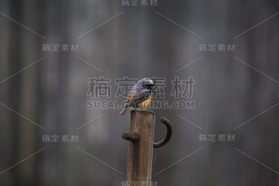 春天，一只美丽的红尾鸲雄性坐在后院的人造建筑上。