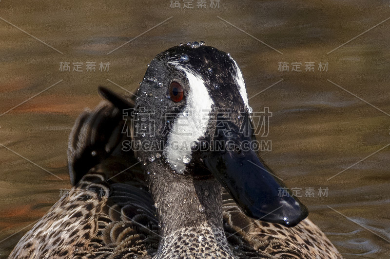 蓝翼水鸭