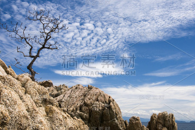 岩石上的树