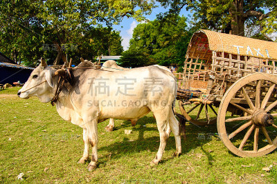 马车用牛，当地出租车供游客乘坐