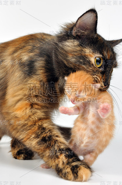猫抱着她的小猫