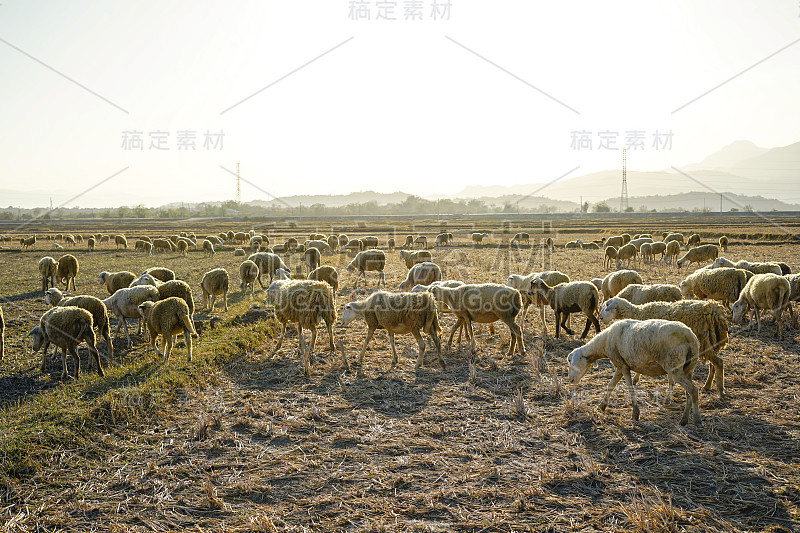 在稀树草原上的一群羊(越南宁顺省潘朗)。背景是山脉。