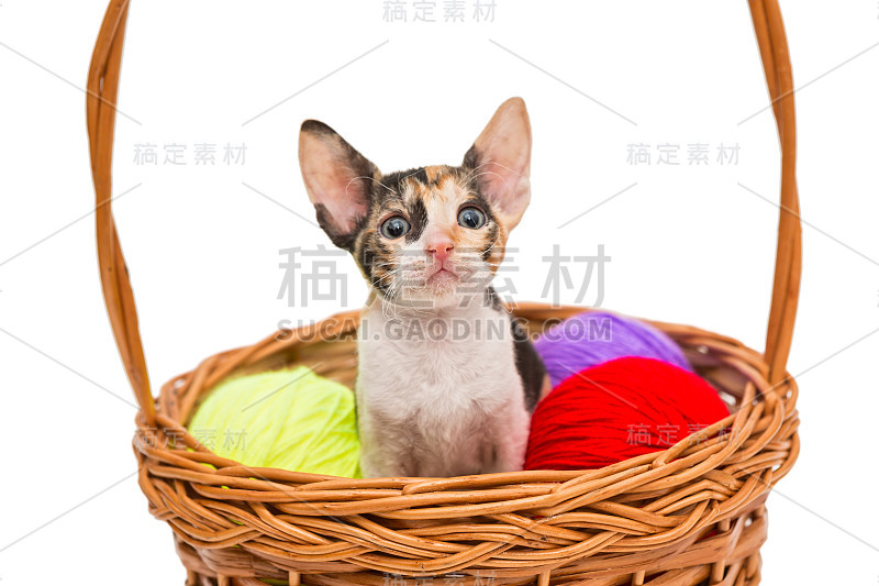 篮子里的小猫康沃尔雷克斯