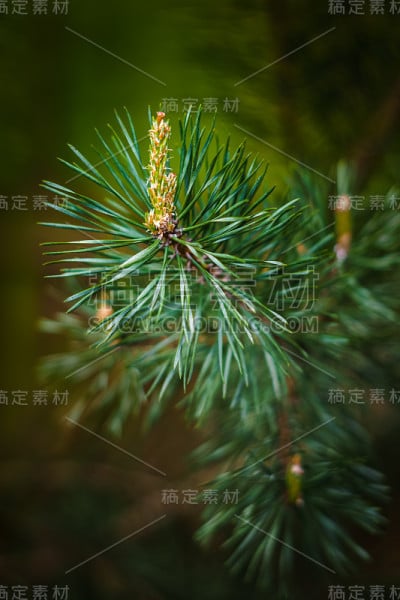 松芽