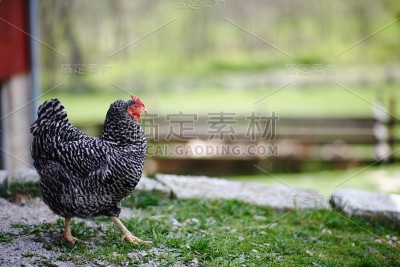 鸡走