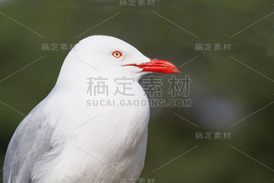 银鸥肖像