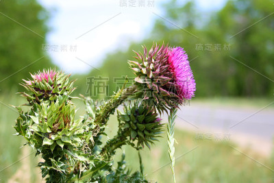 花头蓟，奶蓟