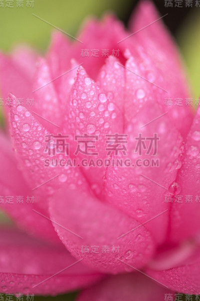 莲花