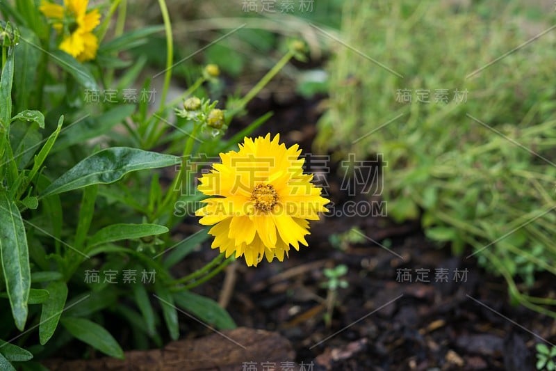 大自然中的黄花。