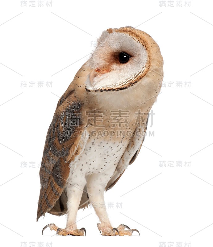 仓鸮，Tyto alba, 4个月大，站在白色背景下