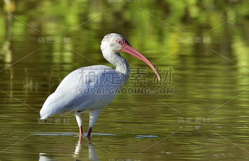 美洲白鹮(Eudocimus albus)