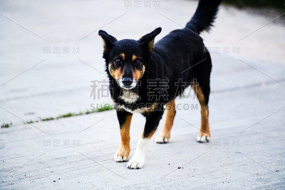小杜宾犬