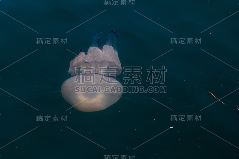 这是生活在里雅斯特海湾的数百种水母之一