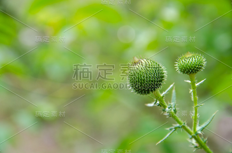 苦苣苔菊科卷花，多刺植物。英国英国的象征。