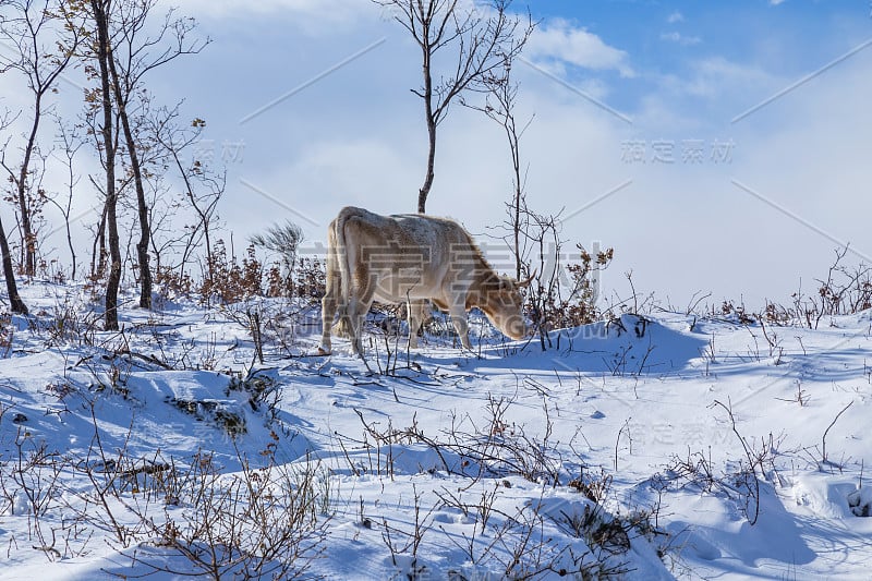 牛在山上有雪