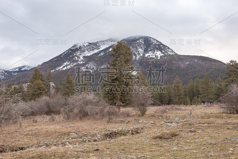 高大的常青树前面有一座雪山