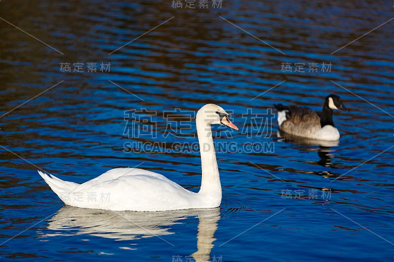 湖上的两只白天鹅