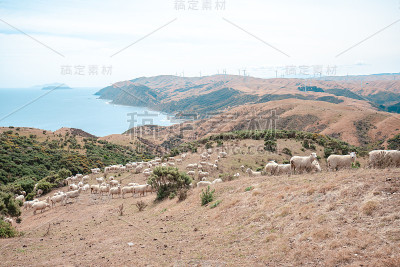 惠灵顿乡村Makara海滩景观摄影