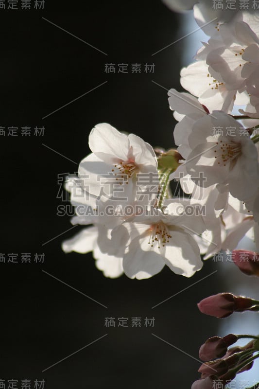 日本名字Prunus yedoensis第二部分