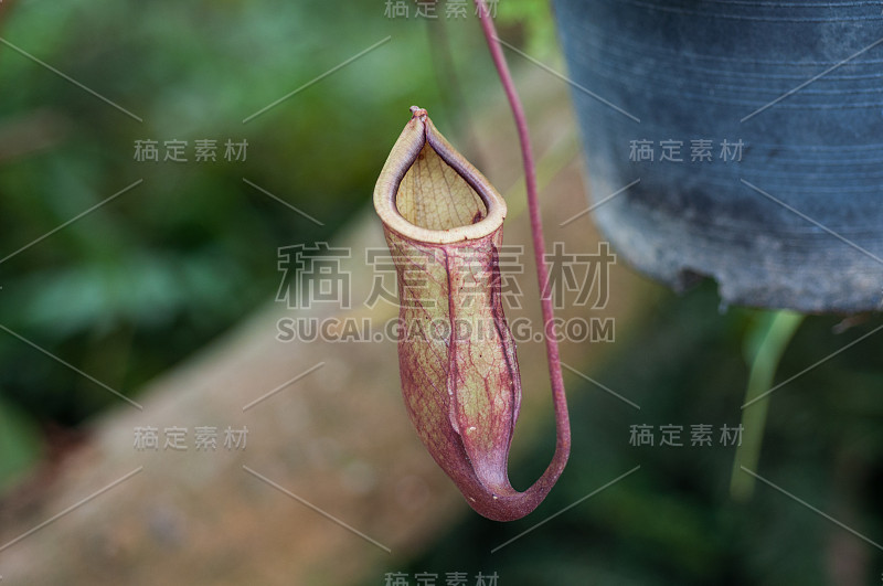忘忧草或猴子杯