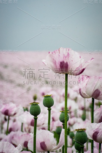 鸦片罂粟密切