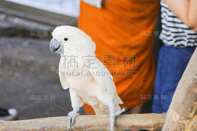 白色金刚鹦鹉站在树枝上